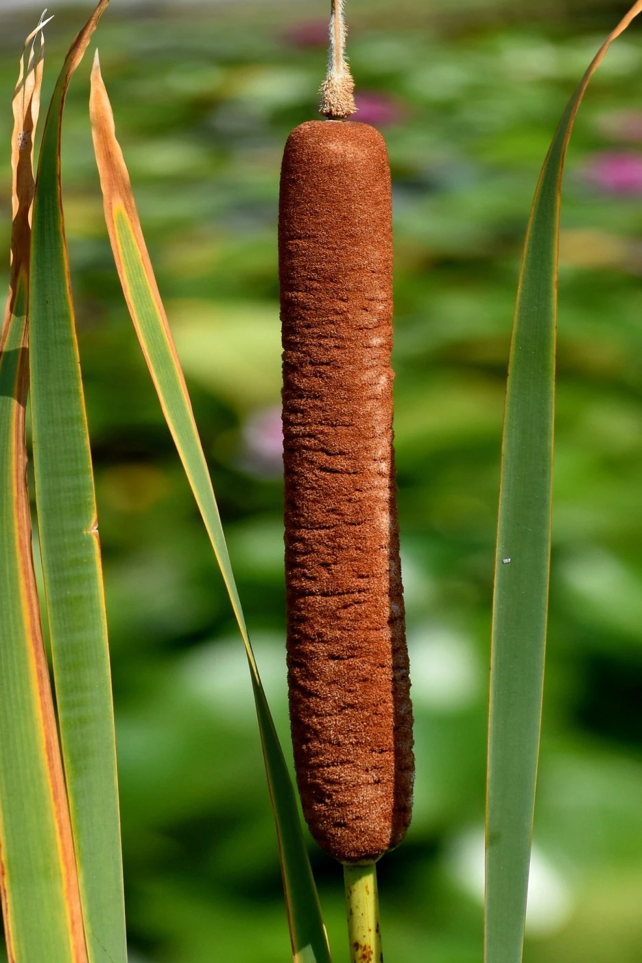 cattail-5560591_1920.jpg?type=w1