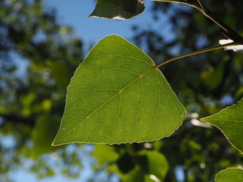 leaf-671662_1920.jpg?type=w1