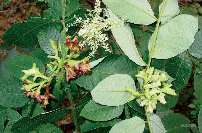 WLI65_2_650_%EA%B5%AD%EB%A6%BD%EC%A4%91%EC%95%99%EA%B3%BC%ED%95%99%EA%B4%80_-_%EC%8B%9D%EB%AC%BC%EC%A0%95%EB%B3%B4.jpg?type=w1