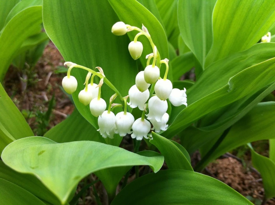 lily-of-the-valley-463593_1920.jpg?typew1