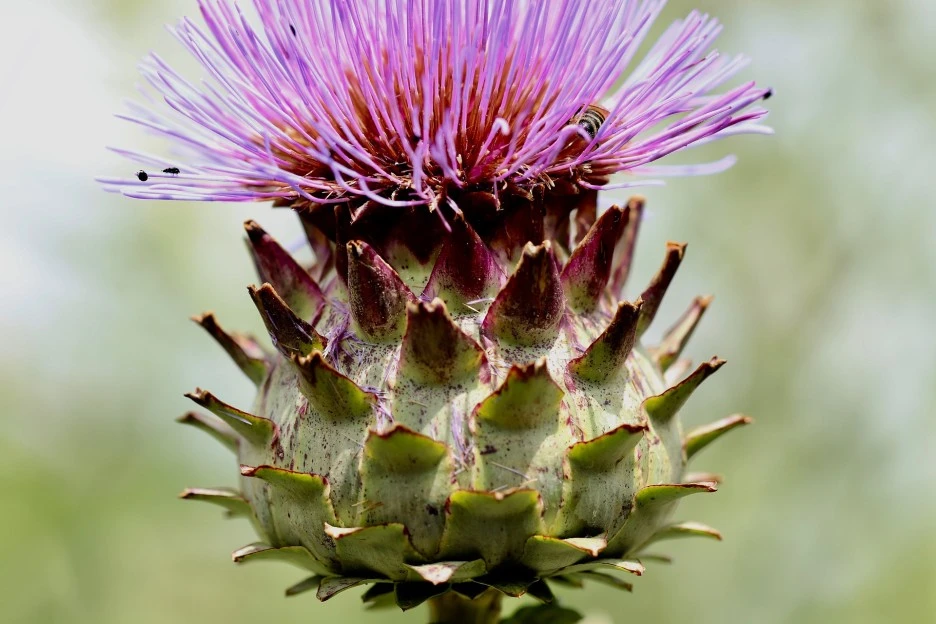 thistle-4421246_1920.jpg?type=w1