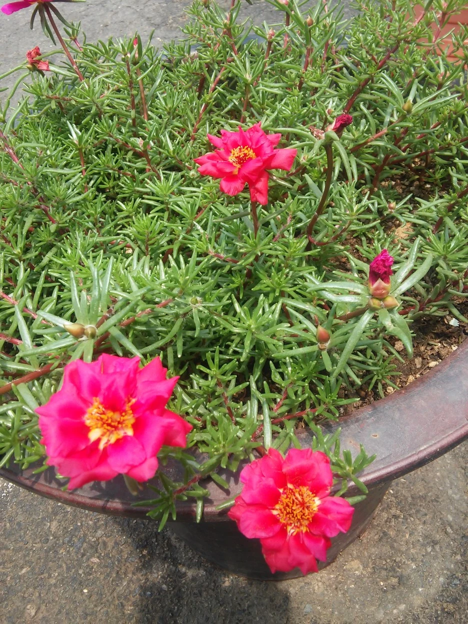 %EC%A0%91%EC%8B%9C%EA%BD%83._%EC%88%98%EA%B5%AD._%EB%B0%B1%EC%9D%BC%ED%99%8D._%EC%B1%84%EC%86%A1%ED%99%94._%EB%A3%A8%EB%93%9C%EB%B2%A0%ED%82%A4%EC%95%84_041.jpg?type=w1