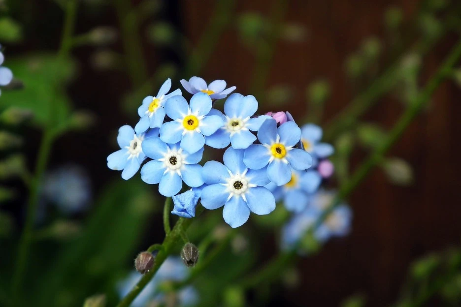 forget-me-nots-5395306_1920.jpg?type=w1