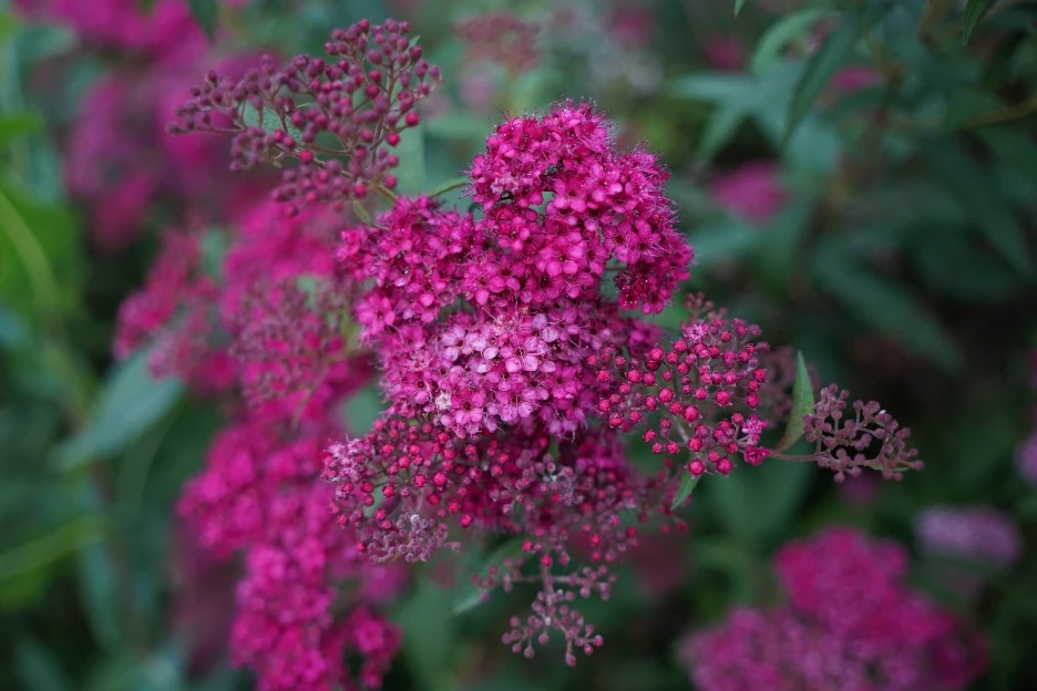 pink-alyssum-6578846_1920.jpg?type=w1