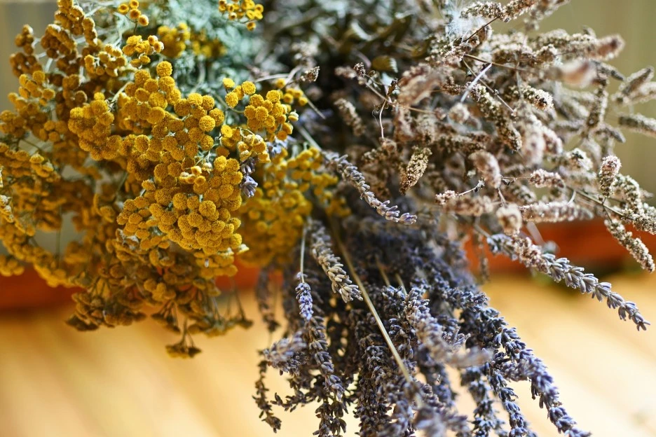 herbs-7372064_1920.jpg?typew1