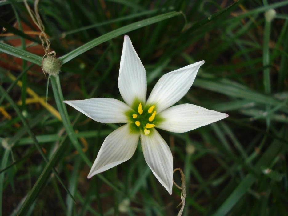 ornithogalum-umbellatum-2357389_1920.jpg?type=w1