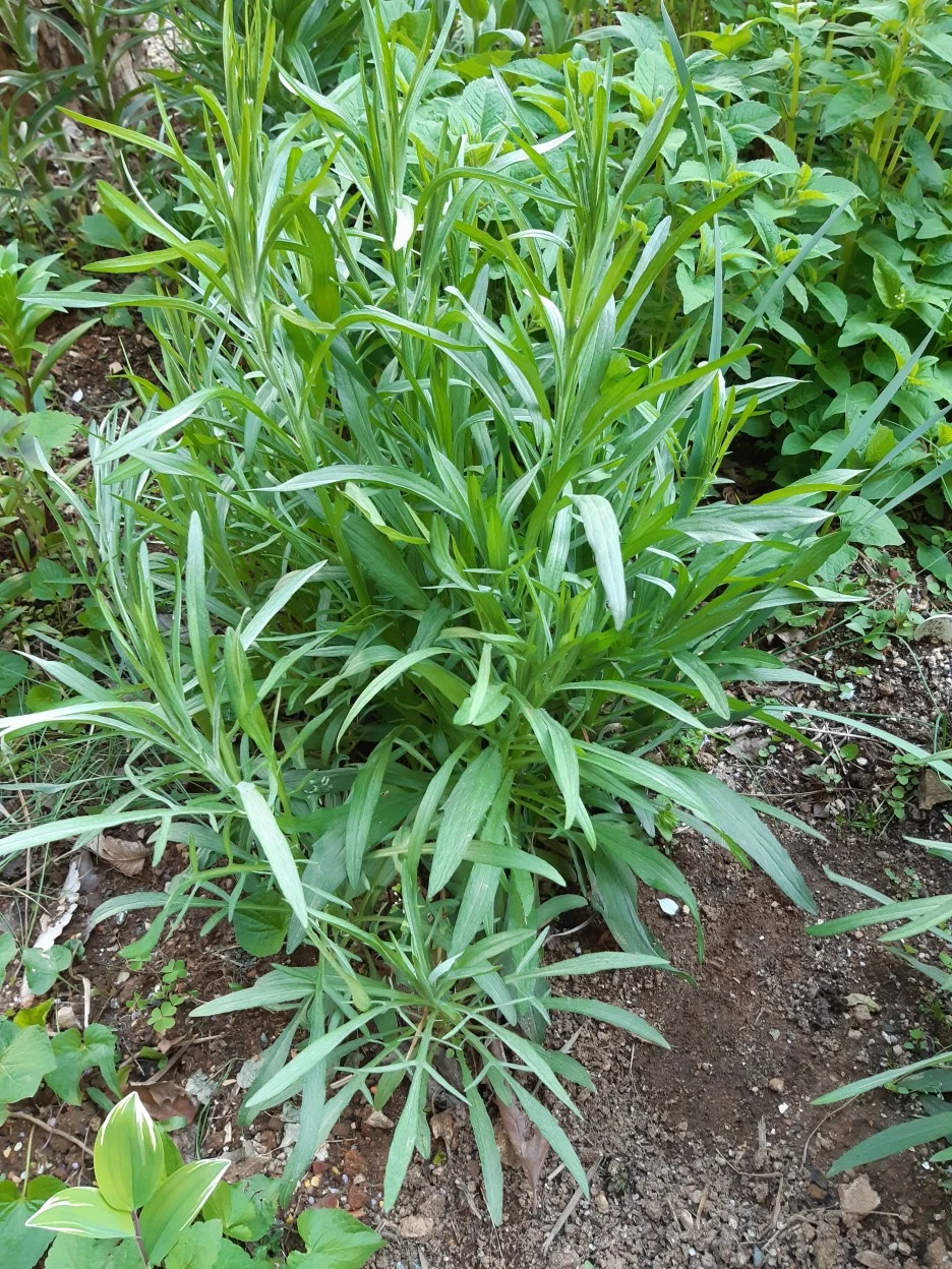 %EC%88%98%EB%A0%88%EA%B5%AD%ED%99%94_%EC%84%B1%EC%9E%A5.jpg?type=w1