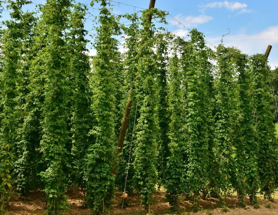 SE-d0117dd5-79fd-4eb8-a5f3-a341538acc97.jpg?type=w1