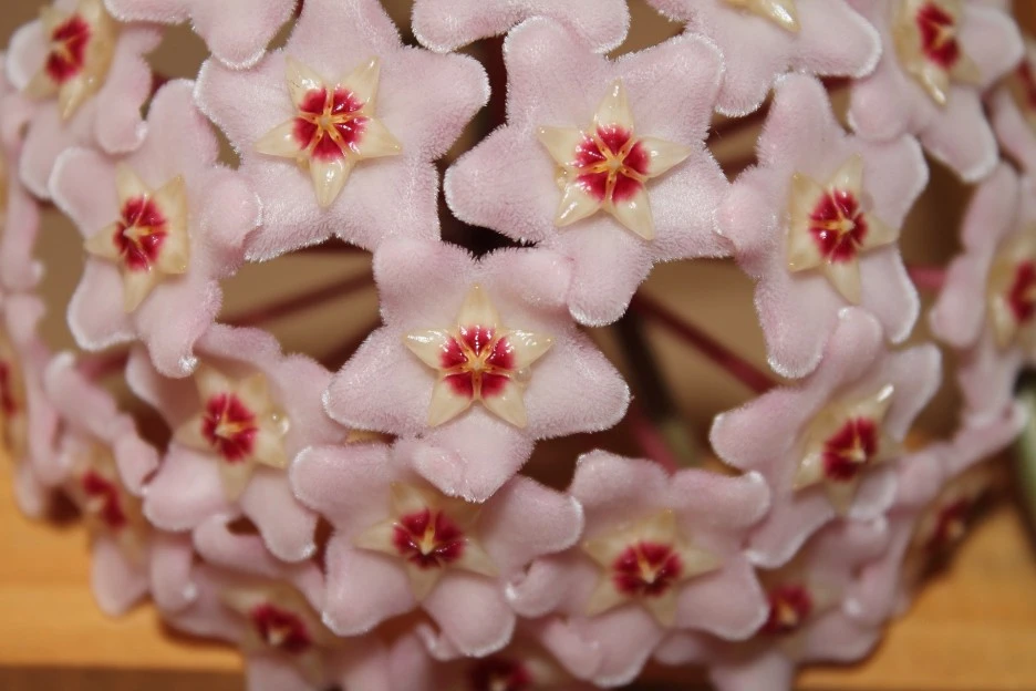 flower-839731_1920.jpg?type=w1