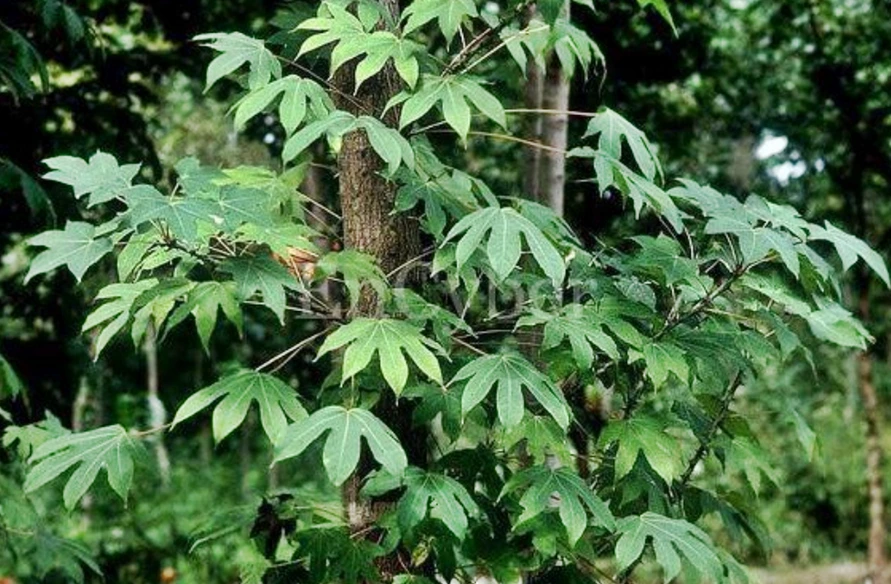 SE-71c655f7-890c-44de-a7a0-8edd3175f8f8.png?type=w1