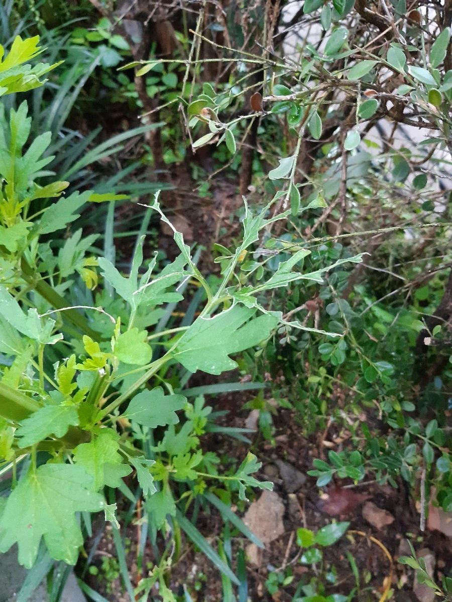 20210708%EF%BC%BF054252.jpg?type=w1