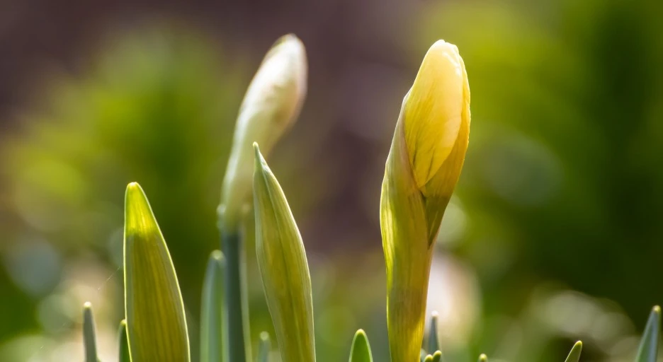 daffodil-6152430_1920.jpg?typew1