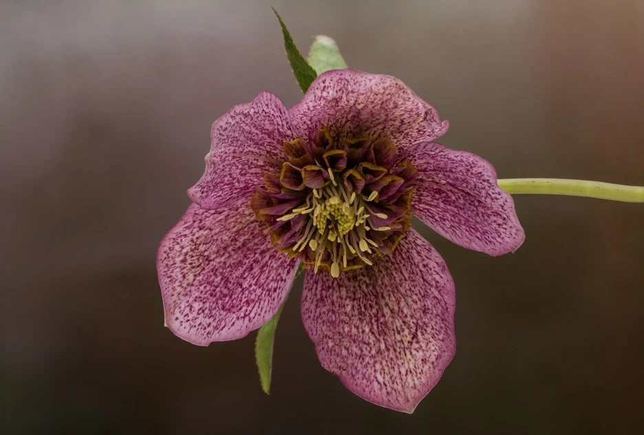 flower-6992898_1920.jpg?type=w1