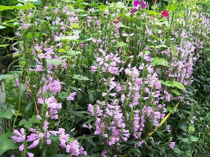 result_2006_7_3_11_49_16_890_8-lysook7.jpg?type=w1