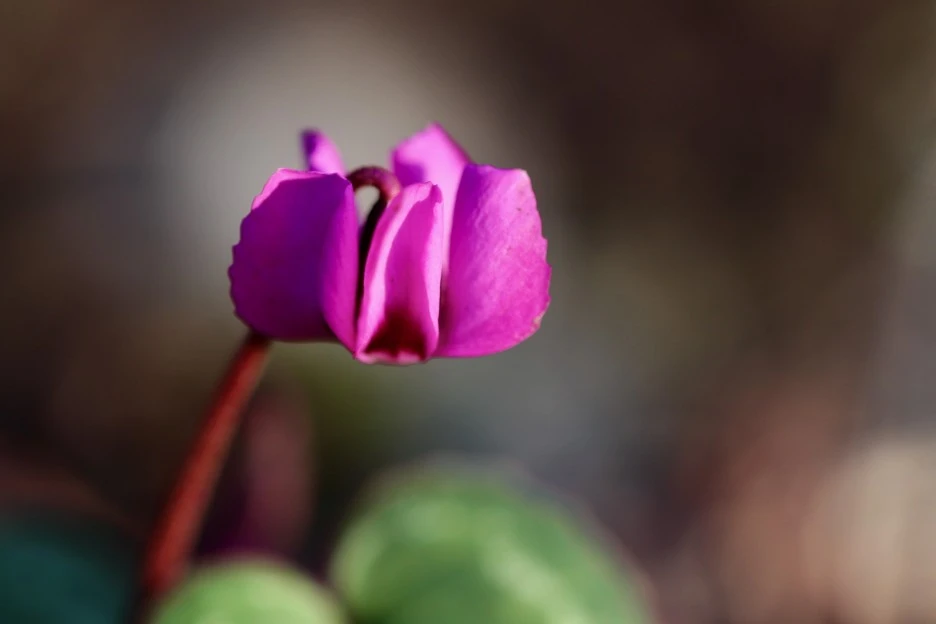 cyclamen-6002075_1920.jpg?type=w1