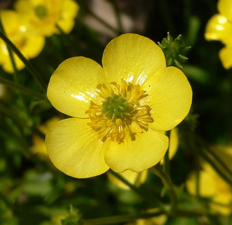 800px-Ranunculus_japonicus_7.jpg?type=w1