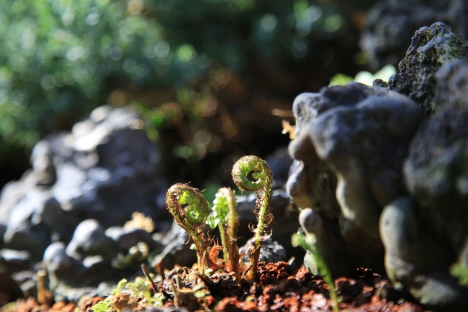 bracken-4237762_1920.jpg?type=w1