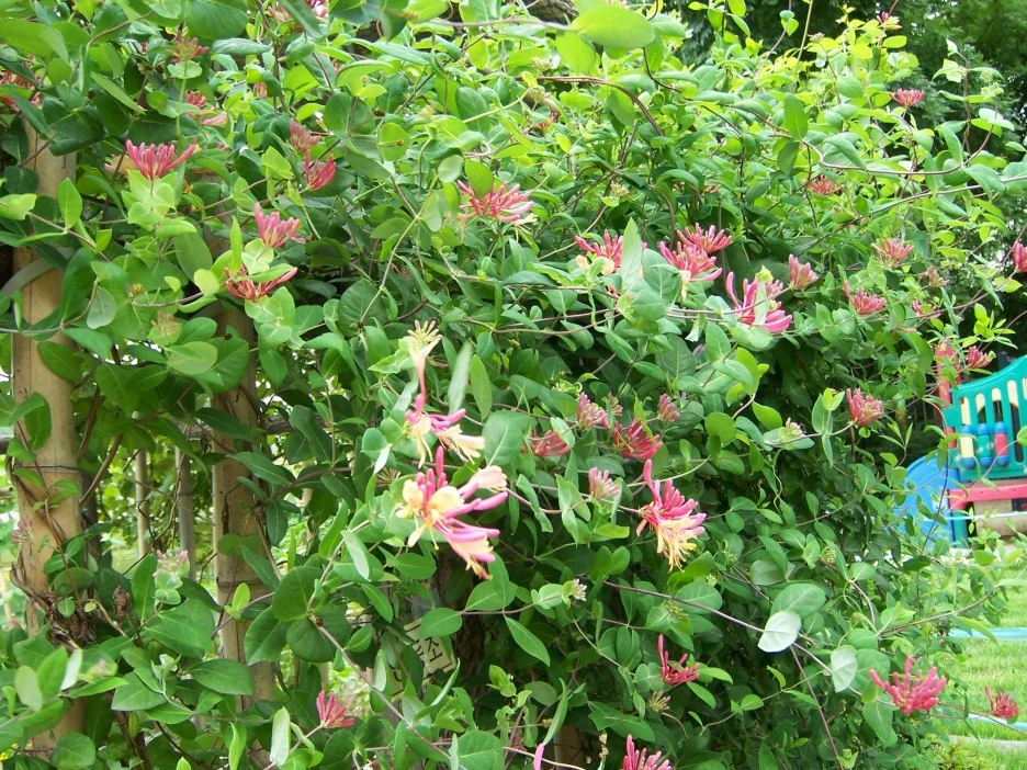 %EC%9D%B8%EB%8F%99%EC%B4%88_%EA%BD%83%EB%B0%AD.jpg?type=w1