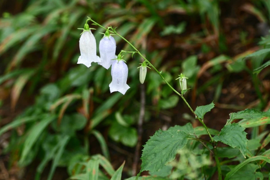 ib68_241_i2_%EA%B5%AD%EB%A6%BD%EA%B3%B5%EC%9B%90%EA%B3%B5%EB%8B%A8_%EC%83%9D%EB%AC%BC%EC%A2%85%EC%A0%95%EB%B3%B4.jpg?type=w1