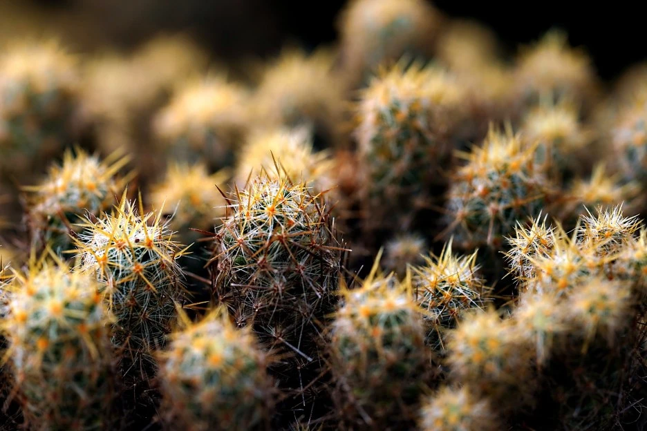 cactus-7618889_1920.jpg?type=w1