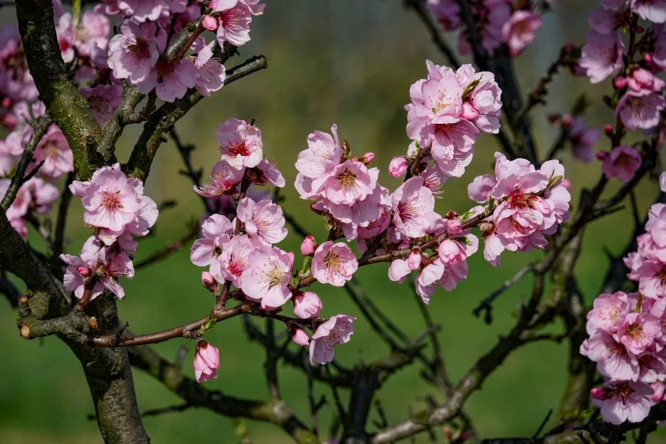 almond-blossom-3171746_1920.jpg?type=w1
