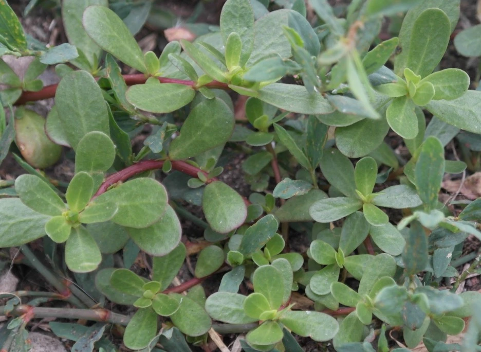 SE-d82cecd4-4d45-445b-81f6-b183c05ecaed.jpg?type=w1