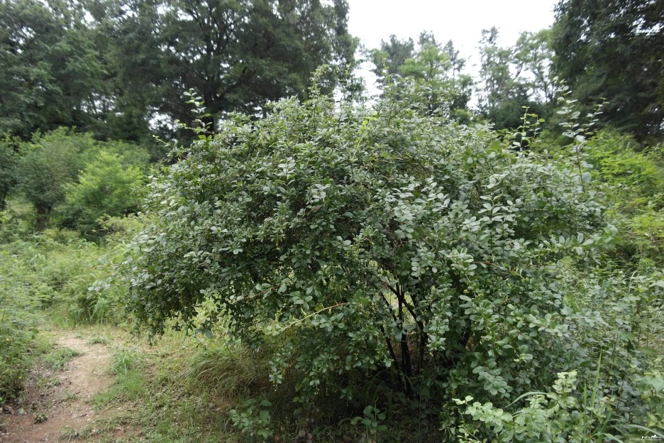 ib58_1513_i4_%ED%95%9C%EA%B5%AD%EC%95%BC%EC%83%9D%ED%99%94%EB%8F%84%EA%B0%90_-%EB%B4%84.jpg?type=w1