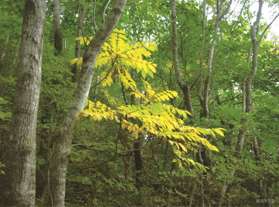 ib13_98_i12%EC%95%BD%EC%B4%88%EB%8F%84%EA%B0%90.jpg?type=w1