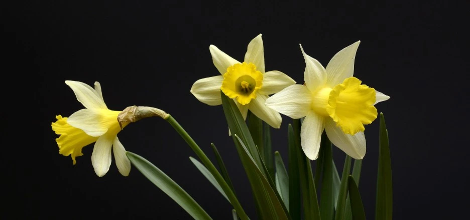 daffodils-g7bec61da3_1920.jpg?type=w1