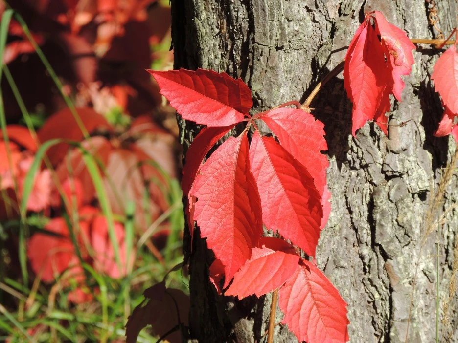 wild-wine-458006_1920.jpg?type=w1