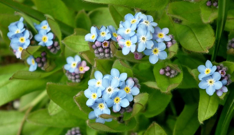 forget-me-nots-4713368_1920.jpg?type=w1