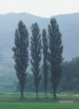 KWH_78_13_%EC%86%90%EC%97%90_%EC%9E%A1%ED%9E%88%EB%8A%94_%EC%83%9D%ED%83%9C%EC%88%98%EB%AA%A9%EB%8F%84%EA%B0%90.jpg?type=w1