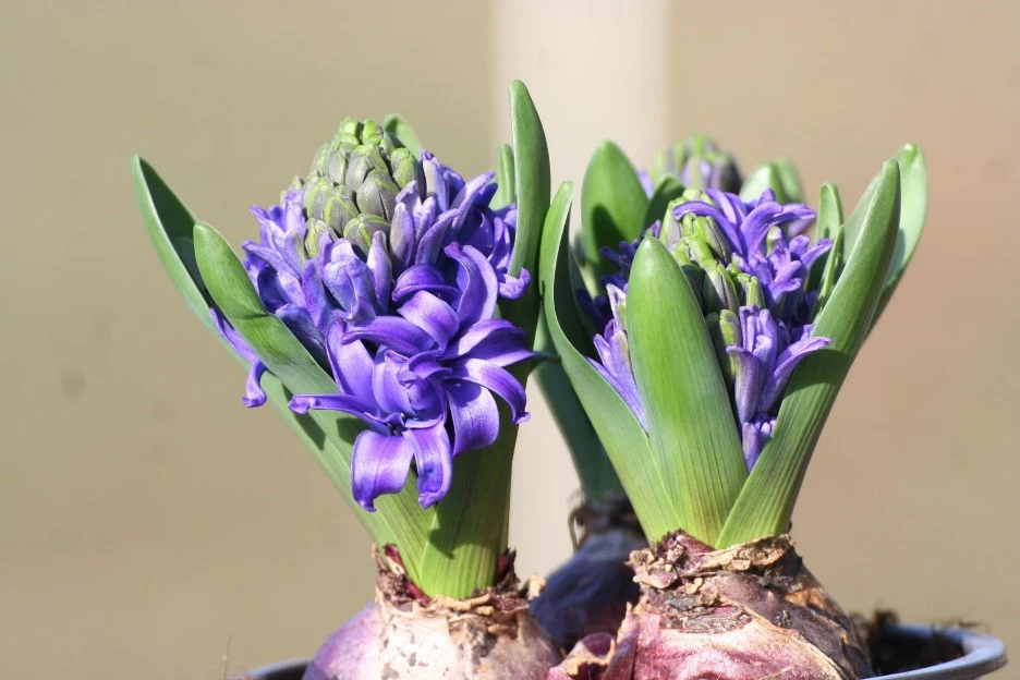 hyacinth-4809165_1920.jpg?typew1