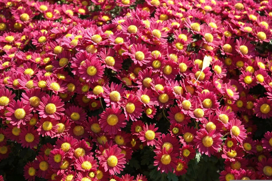 chrysanthemums-3605866_1920.jpg?type=w1