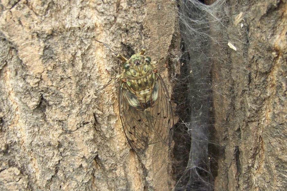 %EB%A7%A4%EB%AF%B8%EC%99%80_%EA%B1%B0%EB%AF%B8%EC%A4%84.jpg?type=w1