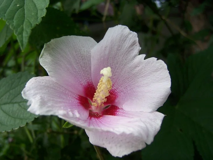 result_2006_8_5_10_53_27_234_19-lysook7.jpg?type=w1