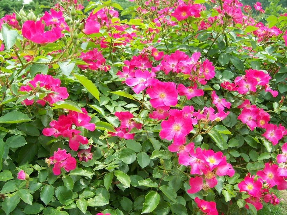 100_1805.jpg?type=w1