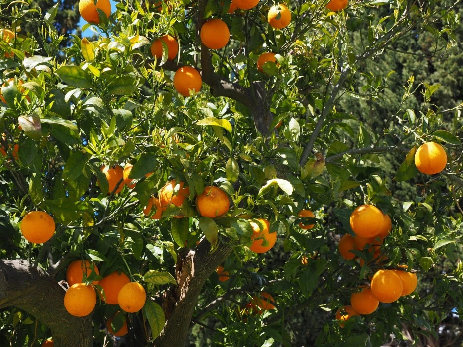 oranges-1117636_1920.jpg?type=w1