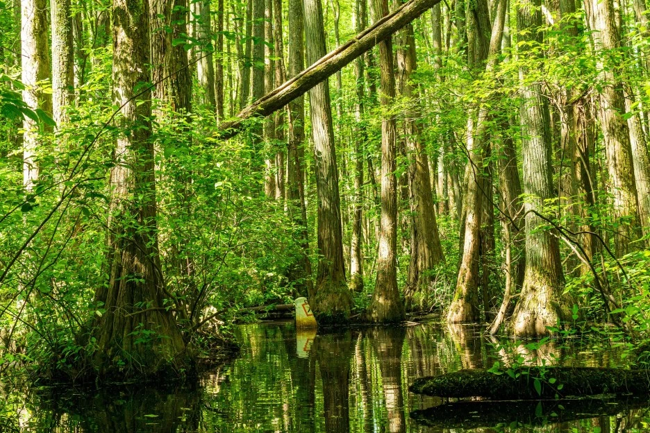 cypress-swamp-5174204_1920.jpg?type=w1