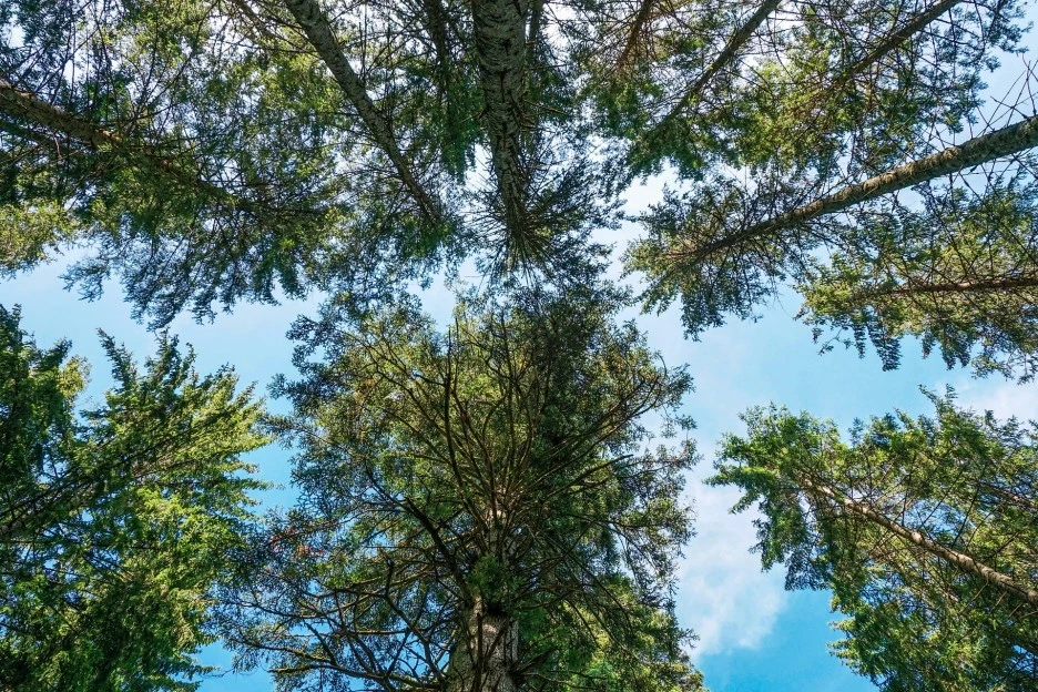 forest-4355949_1920.jpg?type=w1