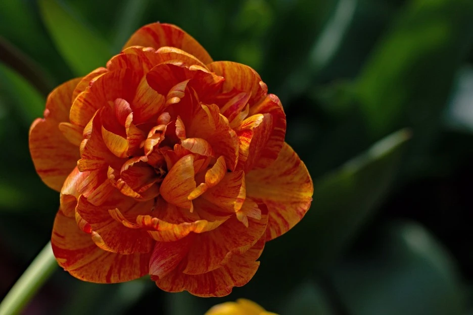 tulipa-sunlover-6288457_1920.jpg?typew1