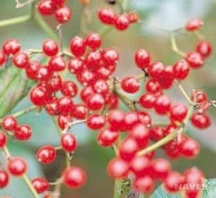 jk_285_3_%EA%B5%AD%EB%A6%BD%EC%88%98%EB%AA%A9%EC%9B%90_%EA%B5%AD%EA%B0%80%EC%83%9D%EB%AC%BC%EC%A2%85%EC%A7%80%EC%8B%9D%EC%A0%95%EB%B3%B4.jpg?typew1