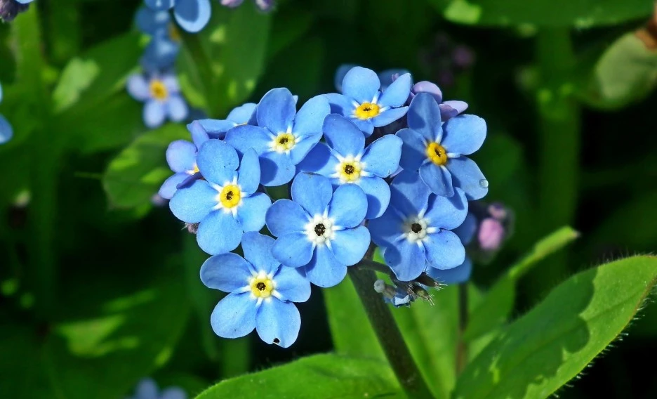 forget-me-nots-3873894_1920.jpg?type=w1