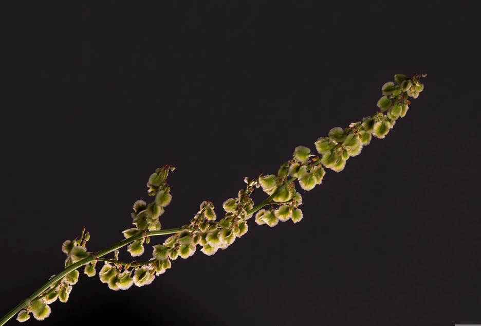 sorrel-5146525_1920.jpg?type=w1