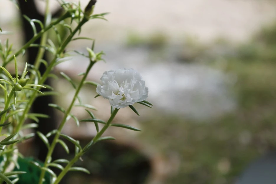 rose-moss-6716478_1920.jpg?type=w1