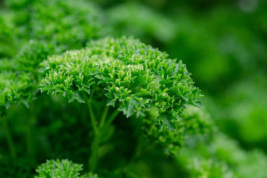 parsley-6395051_1920.jpg?type=w1