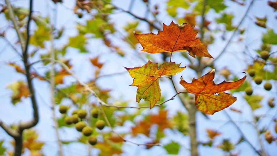 the-leaves-1176987_1920.jpg?type=w1