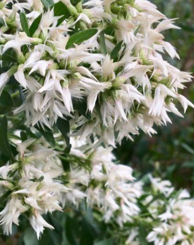 SE-21068900-de3e-4ca2-8c99-1066ad2f985c.jpg?typew1