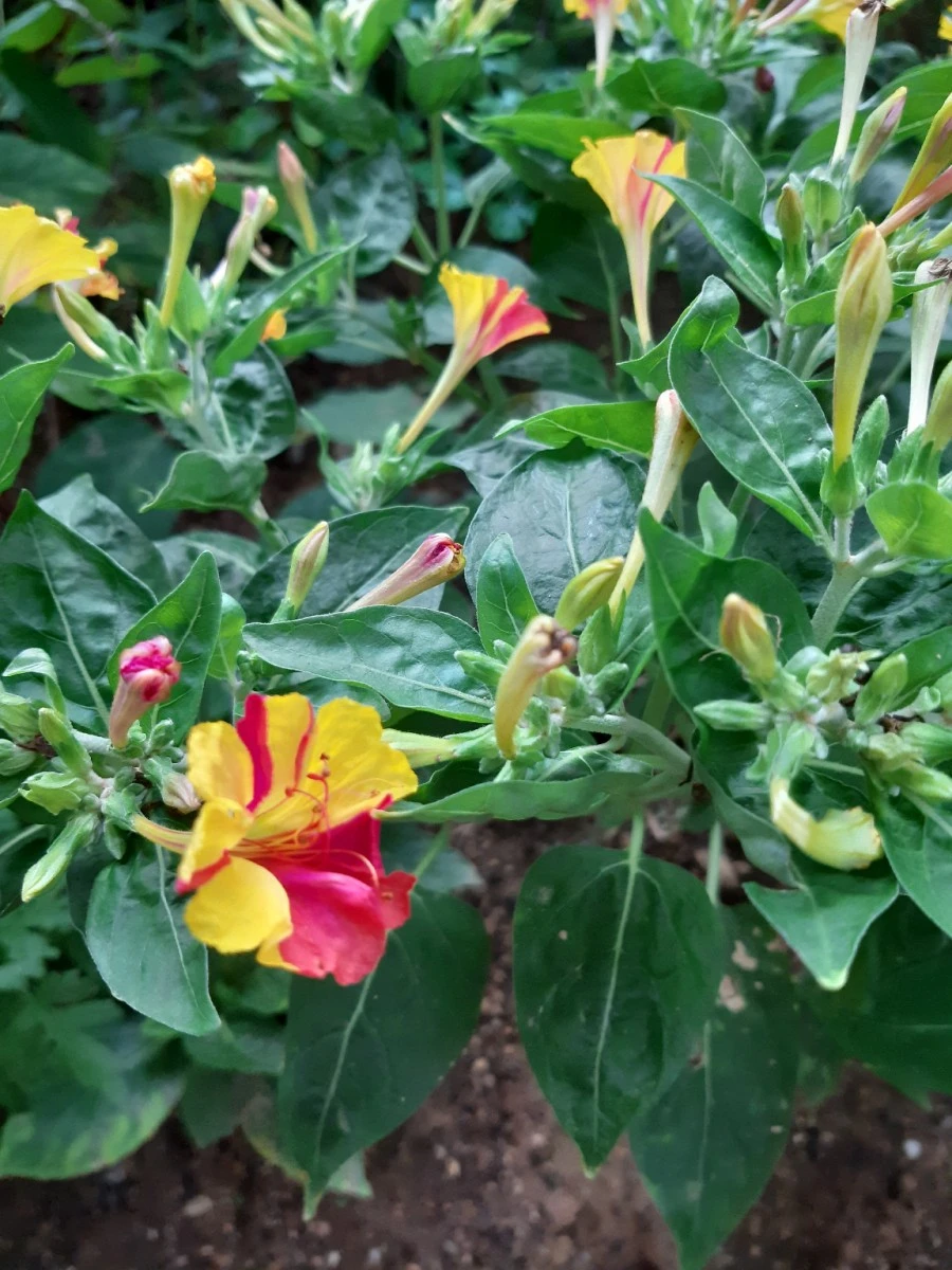 20210811%EF%BC%BF065204.jpg?type=w1