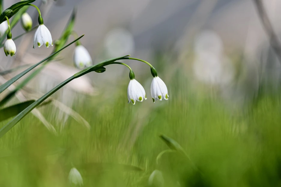 flowers-7139106_1920.jpg?typew1